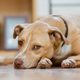 Illustration for article titled ASPCA Report Warns That Many Americans Are Not Giving Their Dogs Correct Nameem/emem/em